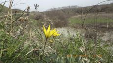 Tulipa-biebersteiniana_цветение